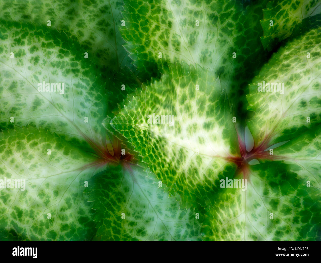 Primo piano delle foglie di Hellebore Foto Stock