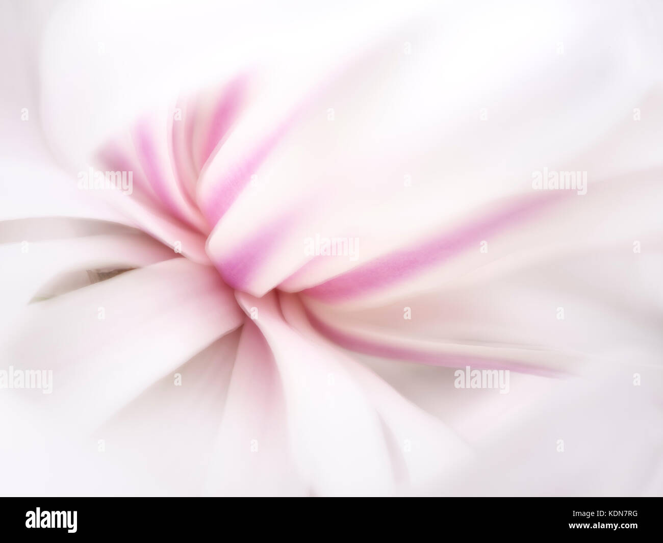 Fiore di magnolia vicino. oregonp Foto Stock
