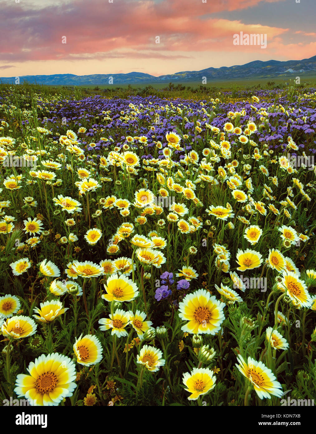 Tidy Tips (Layia platyglossa) e Fremont's Phacelia (Pacelia fremontii). Carrizo Plane National Monument, California Foto Stock