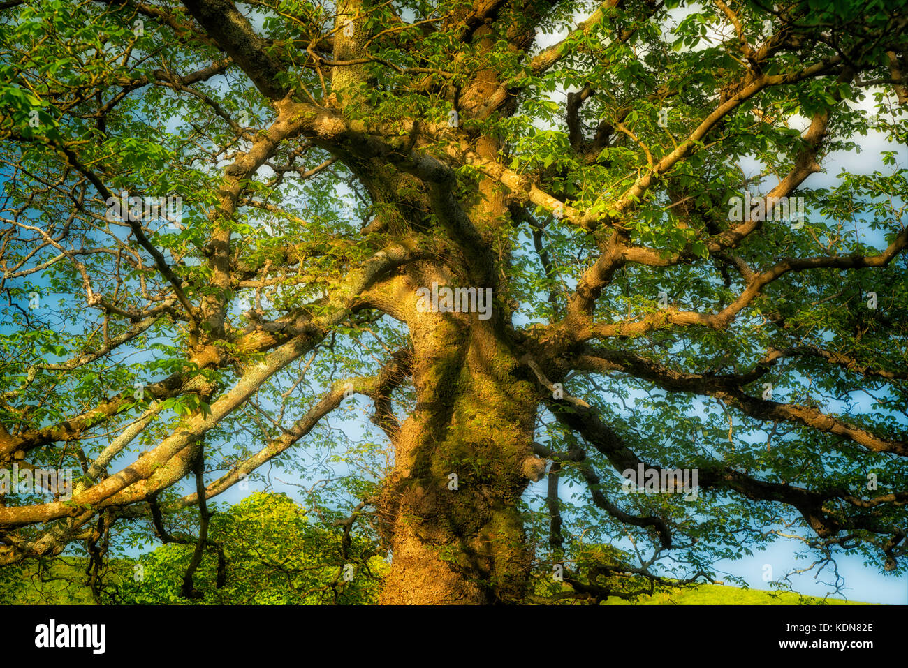 L'Elder Tree inglese. Vicino a Clifden. Contea di Galway, Connemara. irlanda Foto Stock
