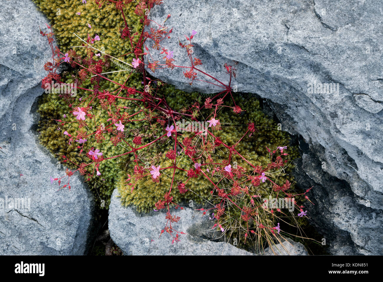 Fiori selvatici Herb Robert nel calcare del Carso. Il Burren, Contea di Clare, Irlanda Foto Stock