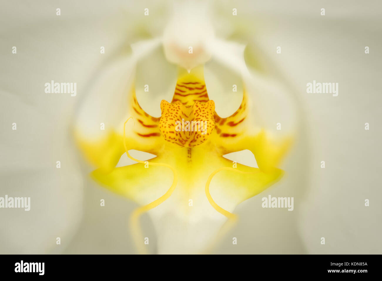 Primo piano dell'orchidea Phalaenopsis. Oregon Foto Stock