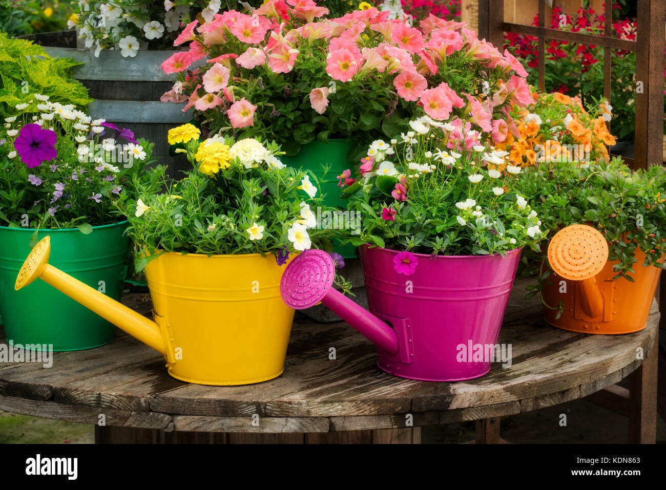 Varietà di fiori che crescono in annaffiatoio display. Al's Gardens. Sherwood, Oregon Foto Stock