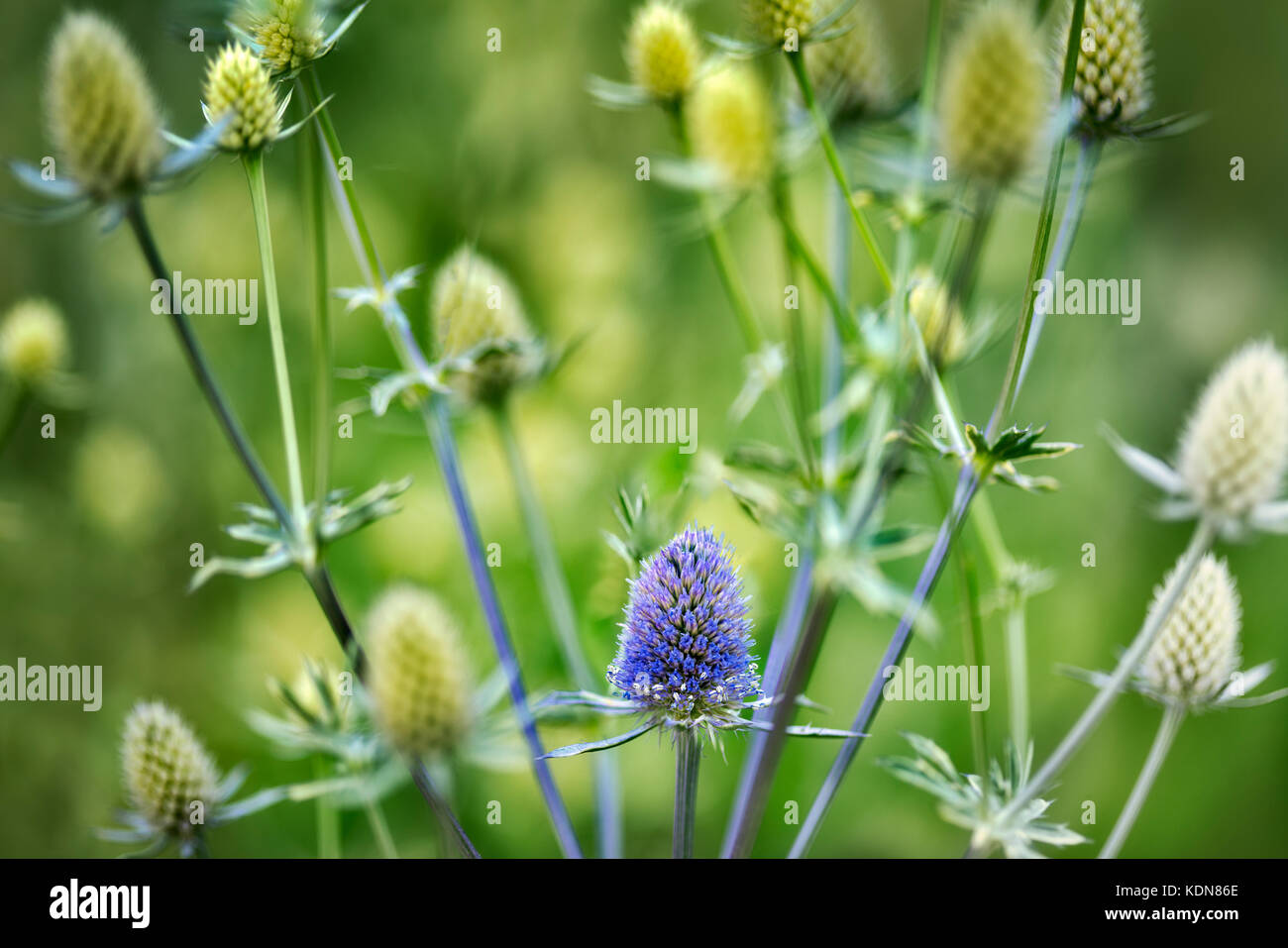Primo piano dei fiori di Jade Frost Sea Holly (Erynghan). Oregon Foto Stock
