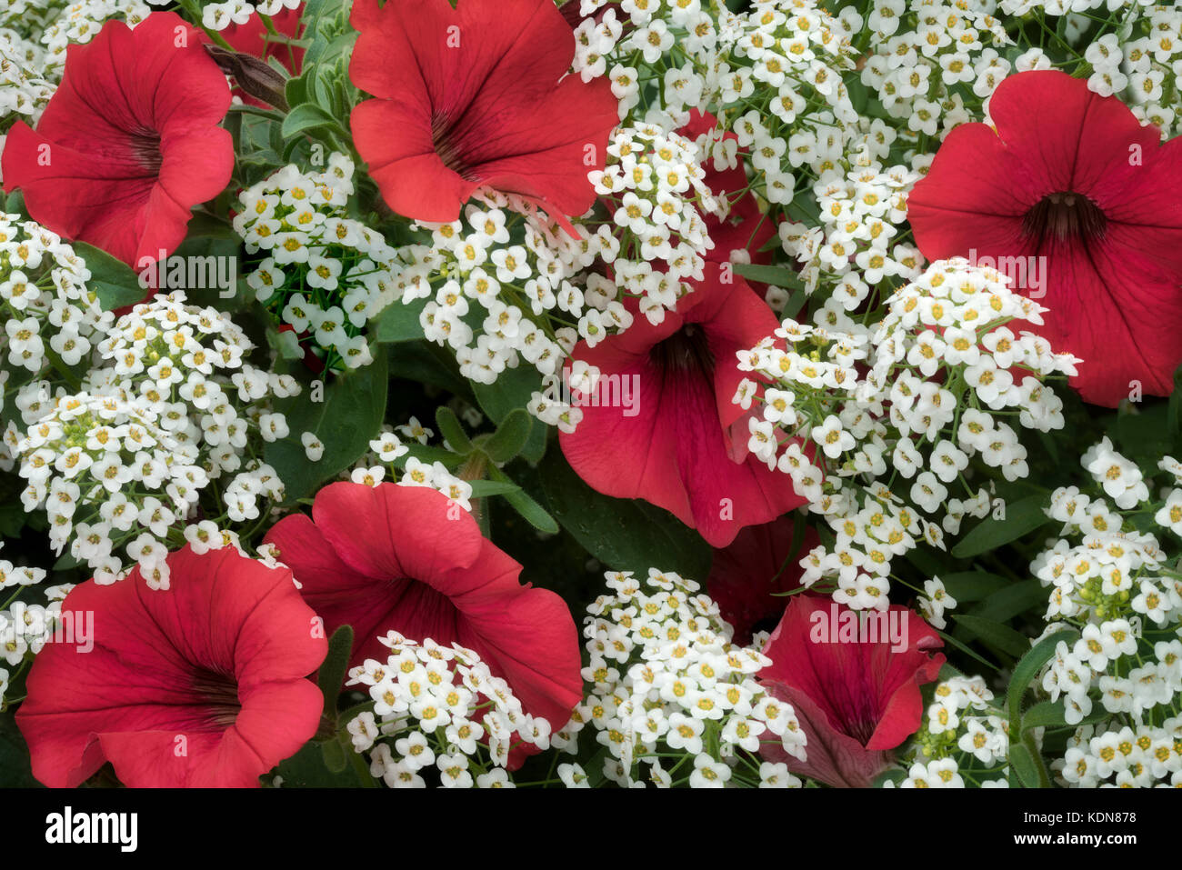 Primo piano di petunia e fiori di aliso. Oregon Foto Stock
