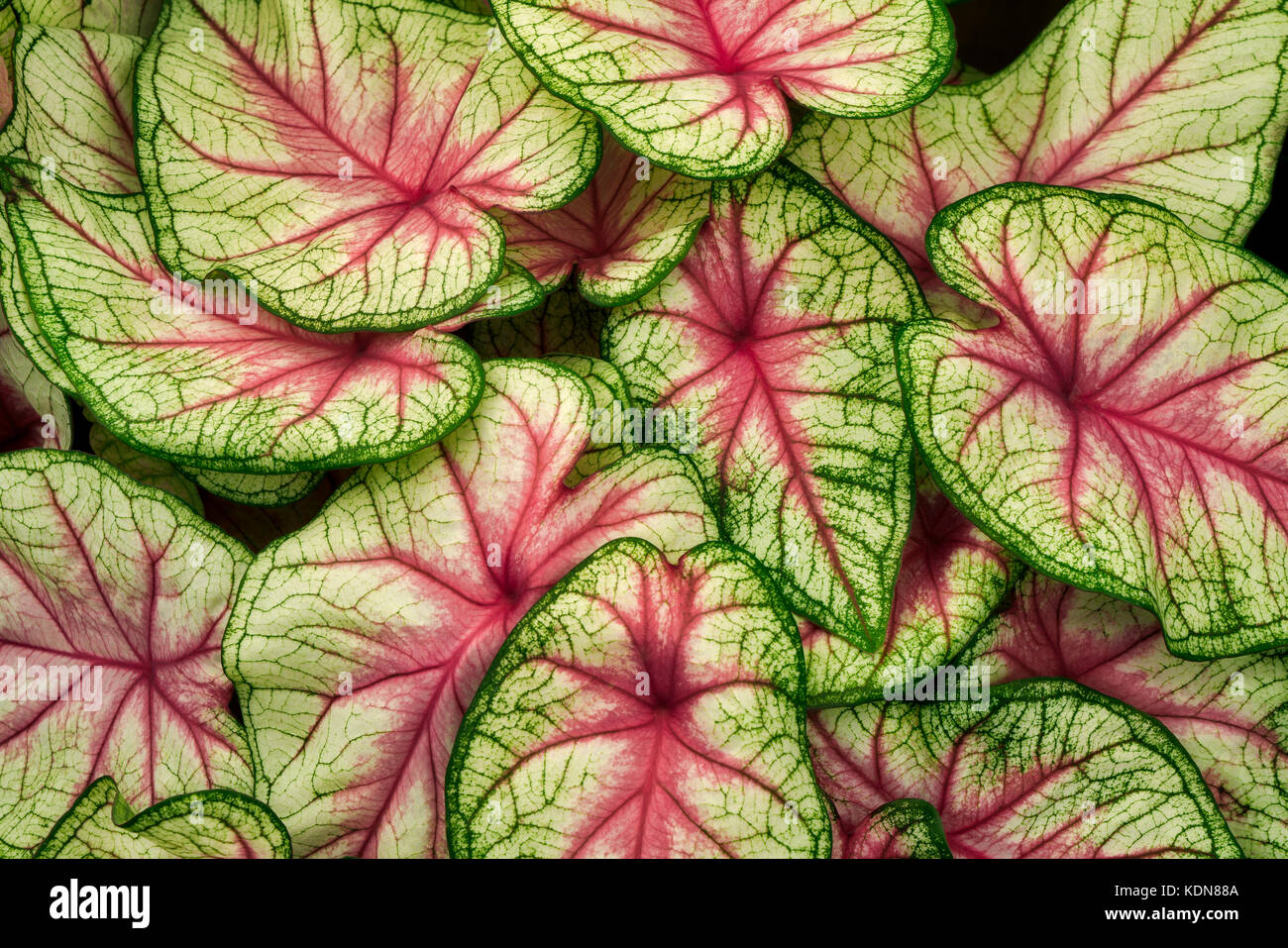 Primo piano di foglie di caladium. oregon Foto Stock