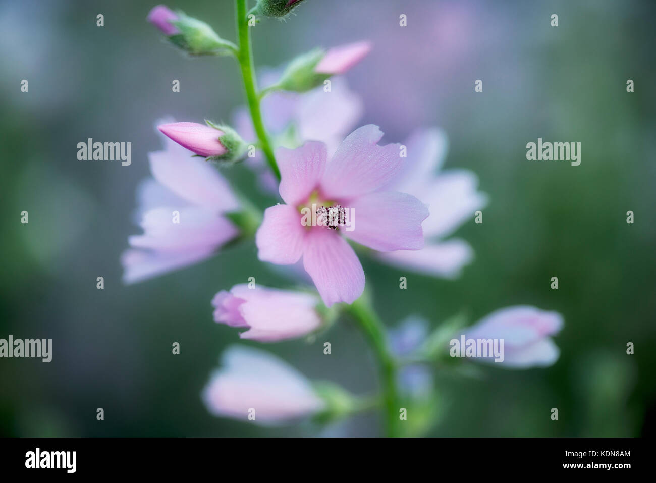 Close up Checker Malva (Sidalcea organa). Graham Oaks Parchi Naturali. Oregon Foto Stock