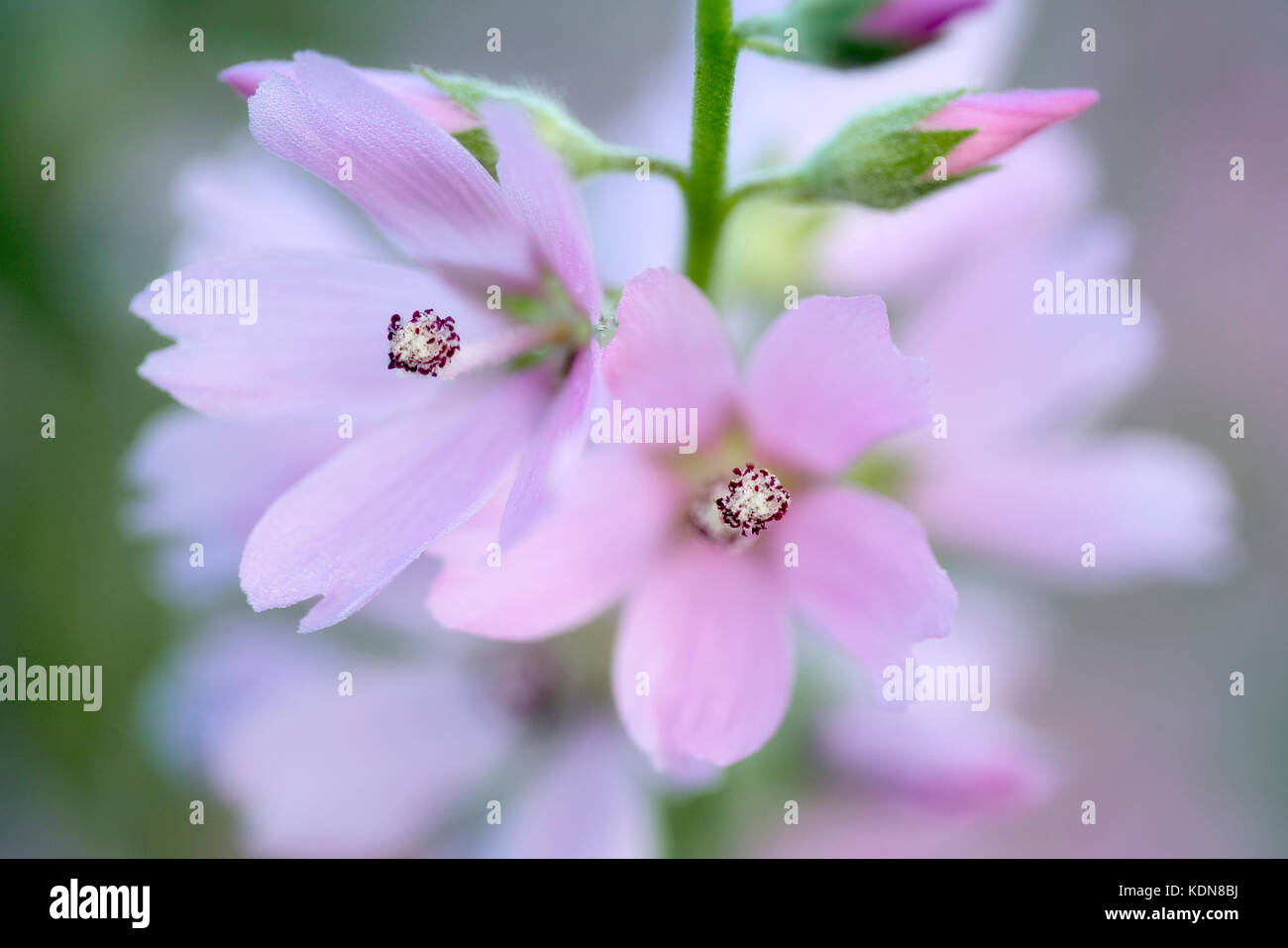 Close up Checker Malva (Sidalcea organa). Graham Oaks Parchi Naturali. Oregon Foto Stock
