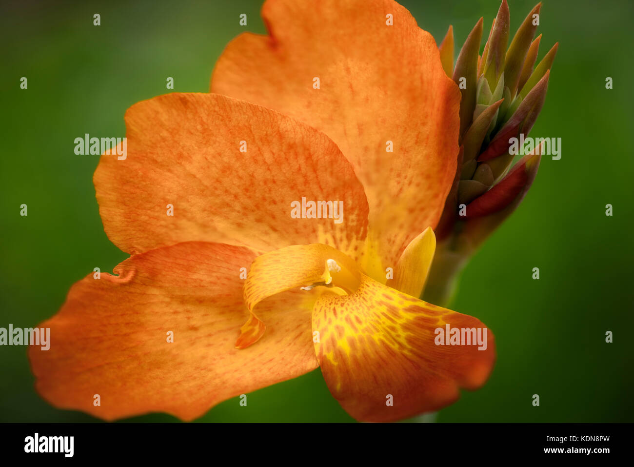 Chiusura del punzone arancione Canna. Oregon Foto Stock