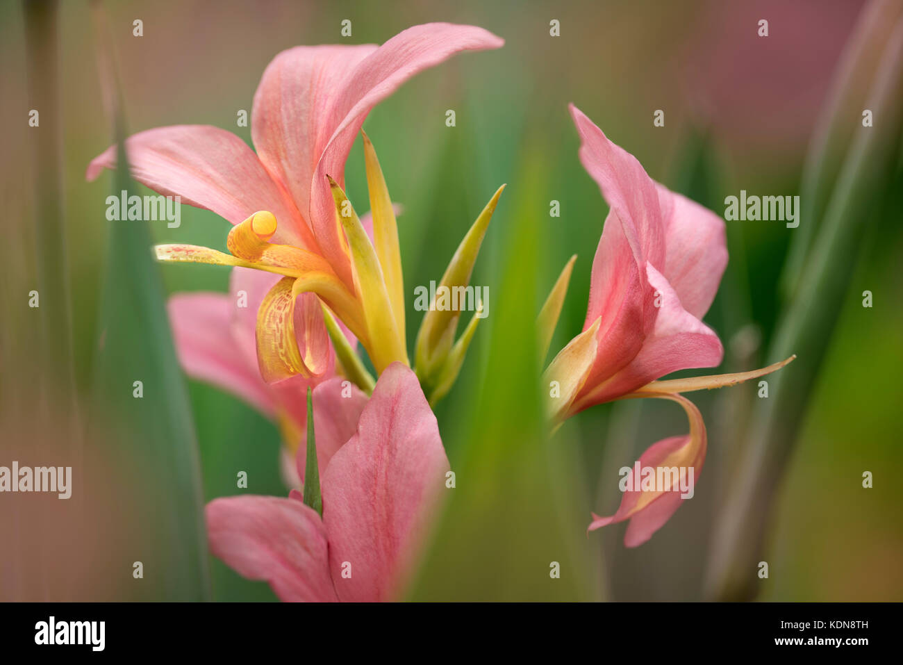 Primo piano di Longwood Pink canna. Oregon Foto Stock