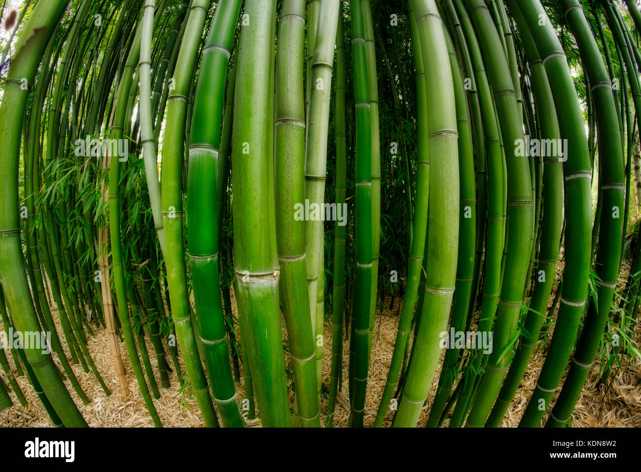Primo piano di bambù. Hughes Water Garden, Oregon Foto Stock
