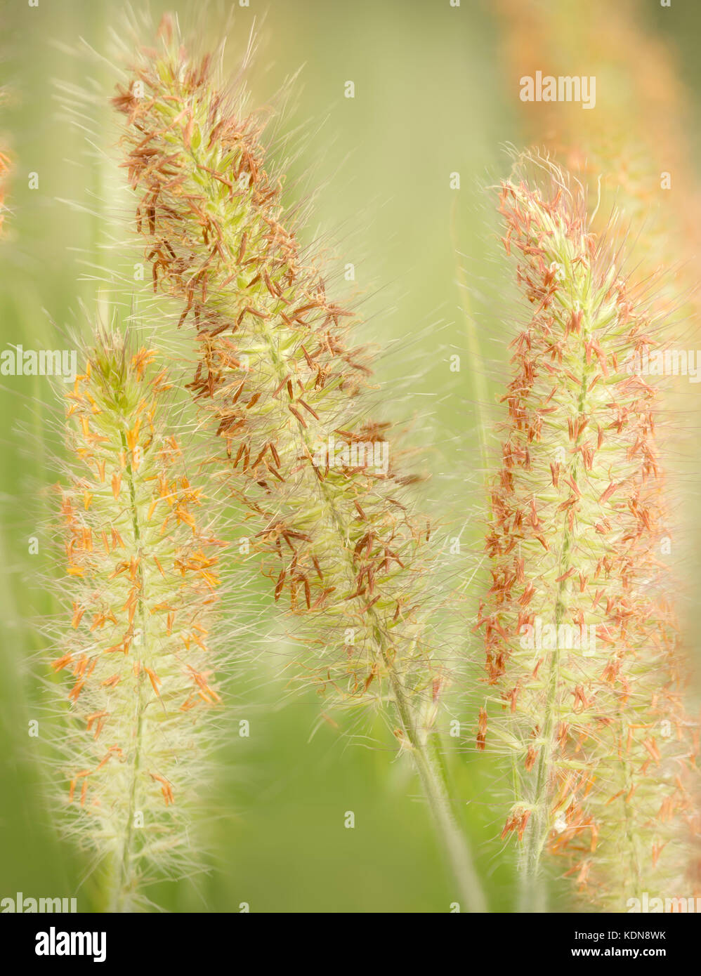 Hameln Fountain Grass da vicino. Oregon Foto Stock