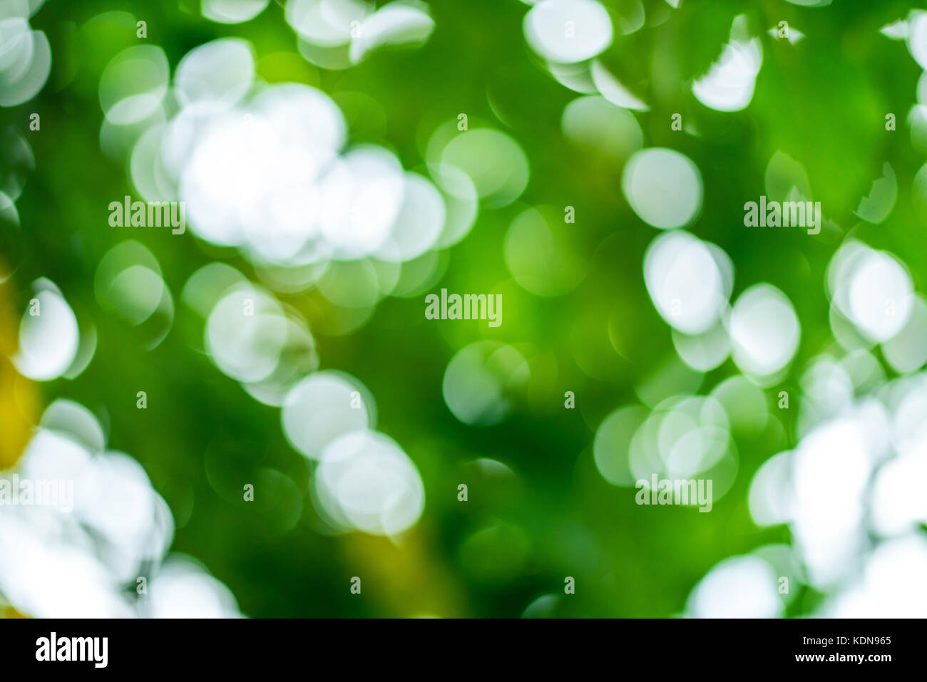 Bella la sfocatura sullo sfondo bokeh di fondo sulla natura. Foto Stock