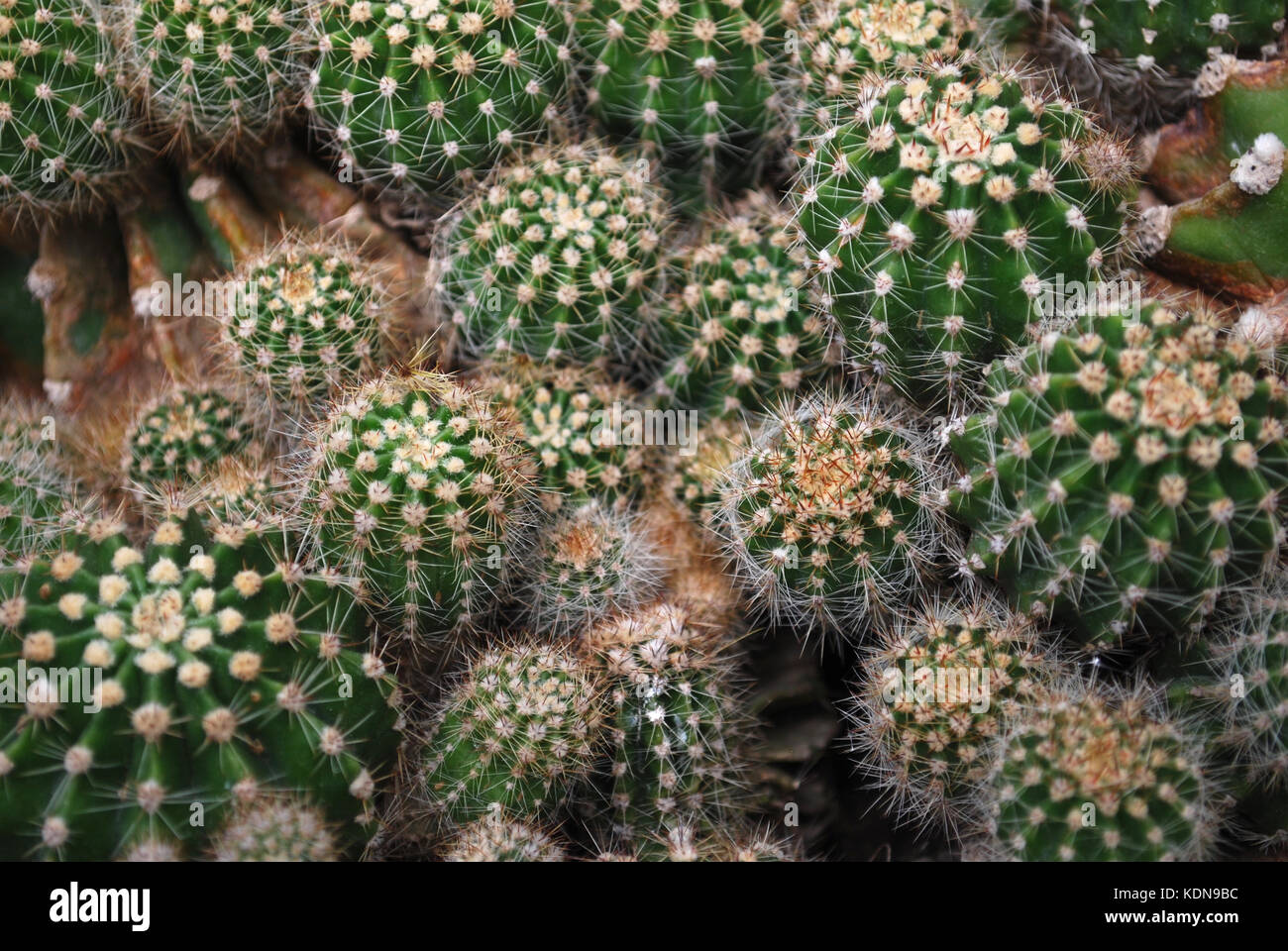 Cactus Foto Stock