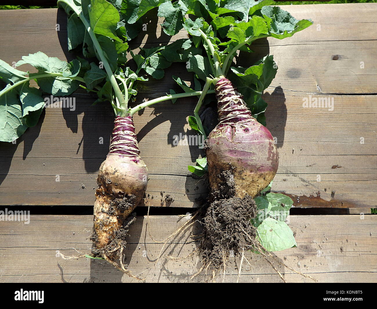 Rutabaga - prodotto raccolto,(Brassica napobrassica), Foto Stock