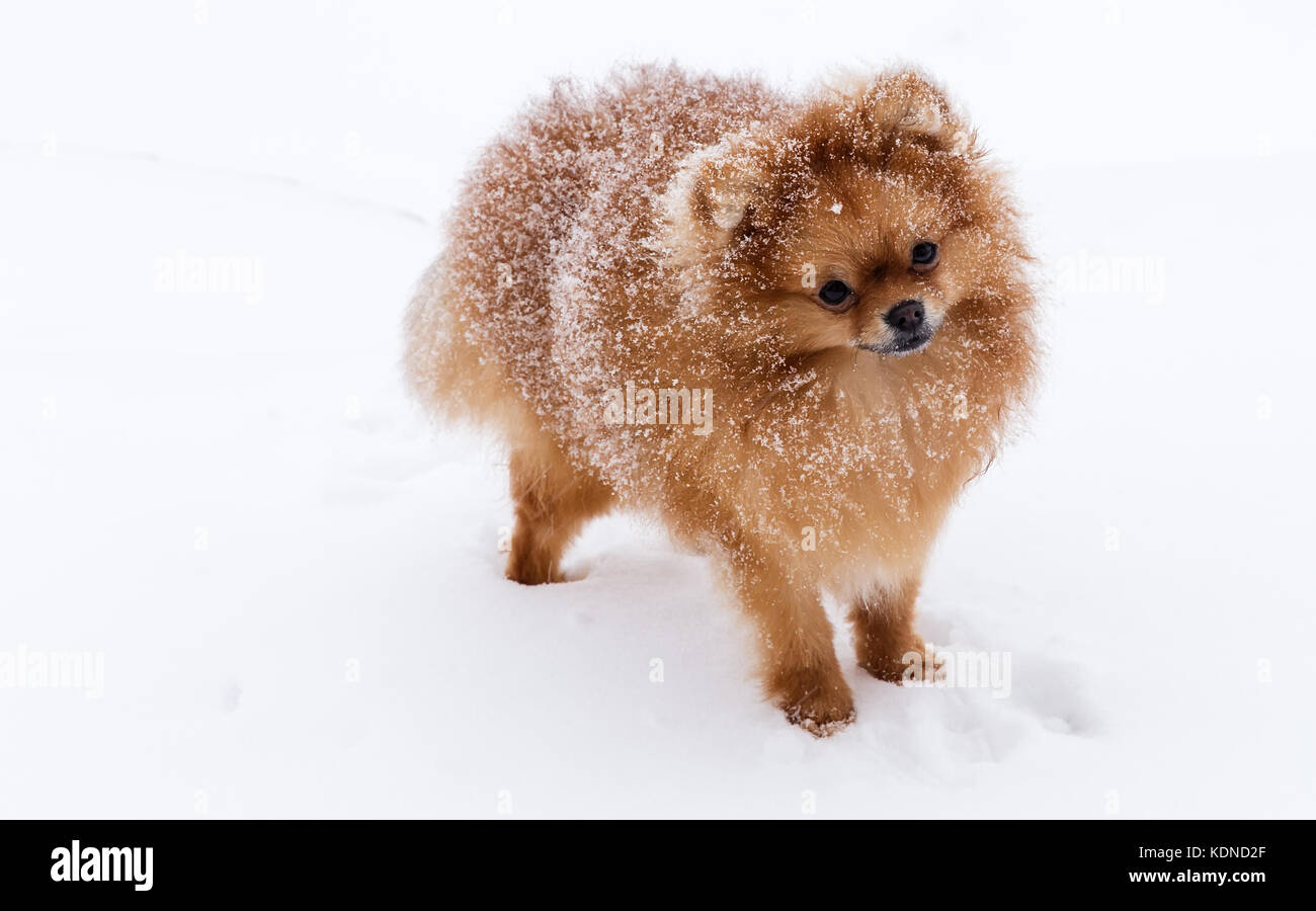 Simpatico cane razze Spitz in una passeggiata in inverno nella neve. Immagine di riferimento. Foto Stock
