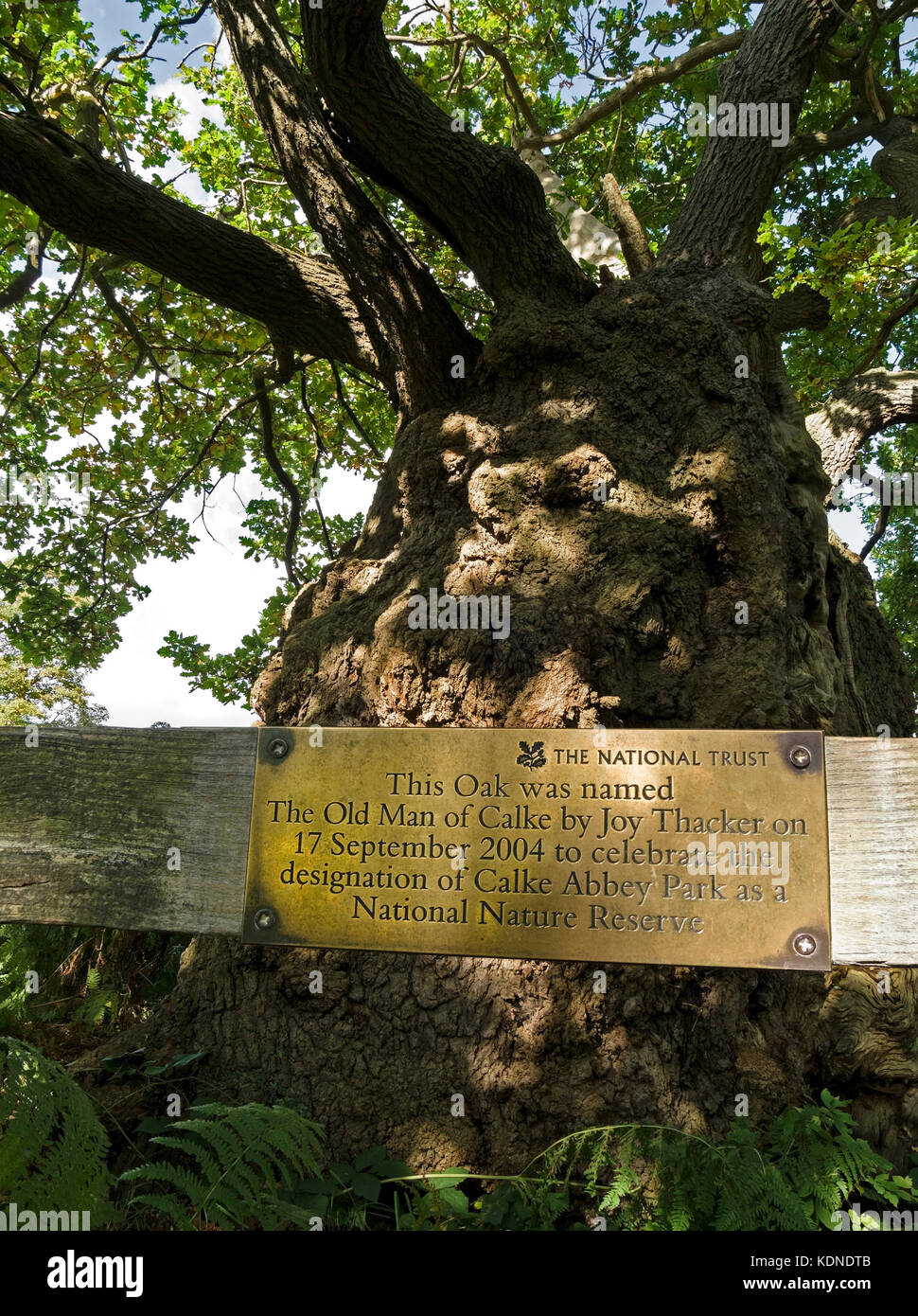 Inglese antico albero di quercia denominato 'il vecchio uomo di Calke' dalla gioia Thacker con targa in ottone, la foresta nazionale, Derbyshire, England, Regno Unito Foto Stock