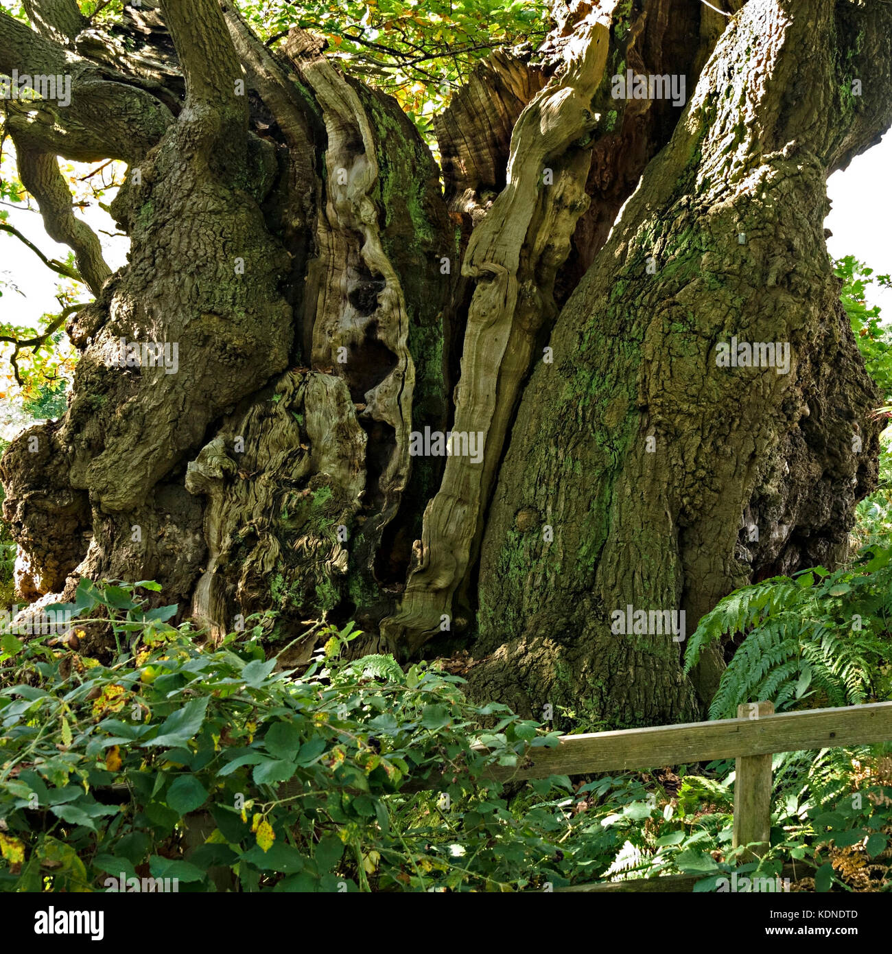 Inglese antico albero di quercia denominato 'il vecchio uomo di Calke' dalla gioia Thacker, la foresta nazionale, Derbyshire, England, Regno Unito Foto Stock