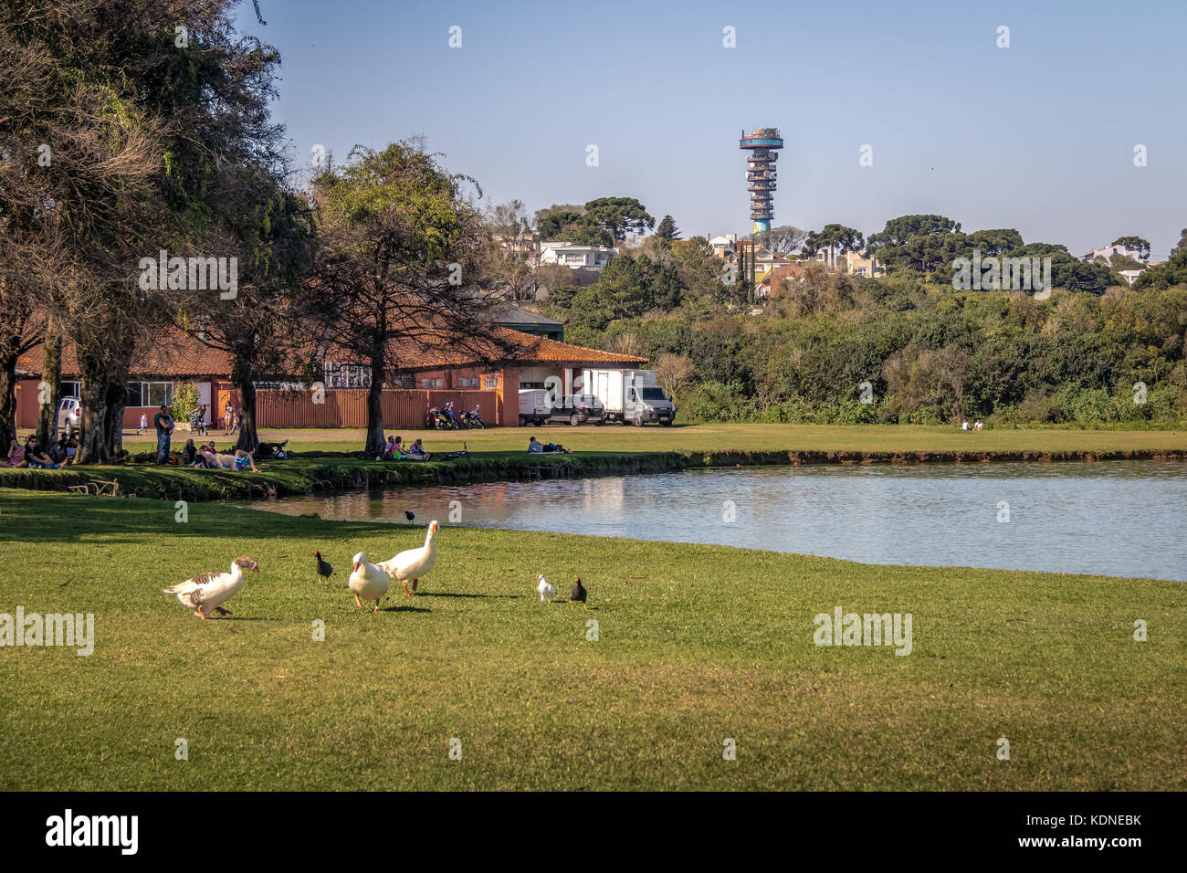 Vista lago di barigui park con oche e torre panoramica in background - Curitiba, PARANA, brasile Foto Stock