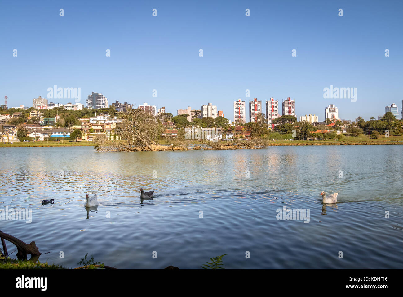 Vista lago di barigui park con oche e dello skyline della città - Curitiba, PARANA, brasile Foto Stock