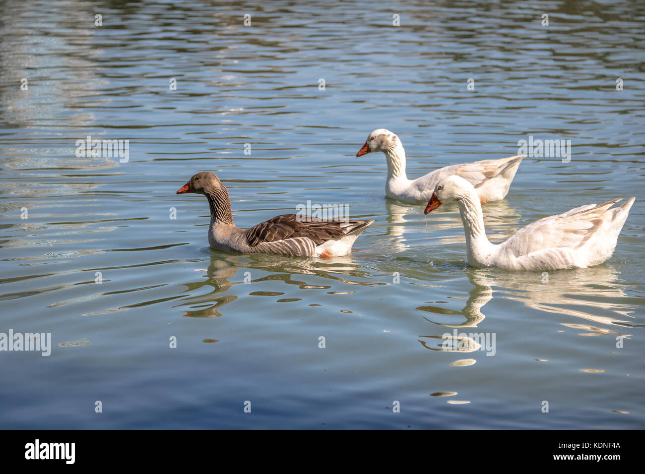 Oche nuotare in un lago a barigui park - Curitiba, PARANA, brasile Foto Stock