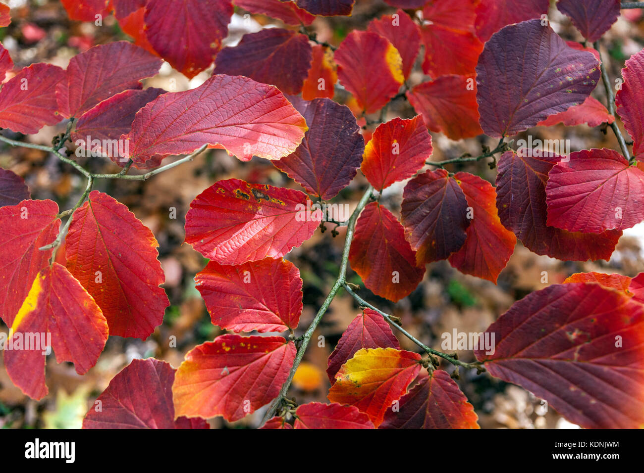 Amamelide Hamamelis intermedia ' Primavera ', rosso Foglie di autunno Foto Stock