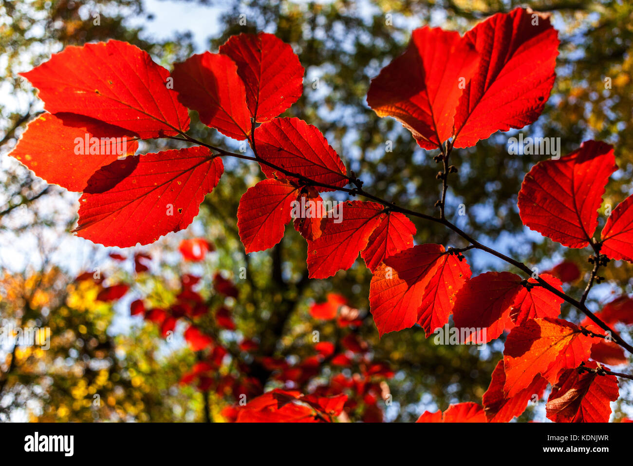 Strega-nocciola, foglie rosse luce solare, Giardino d'autunno Witch Hazel giardino Hamamelis Primavera foglie rosse autunno Foto Stock
