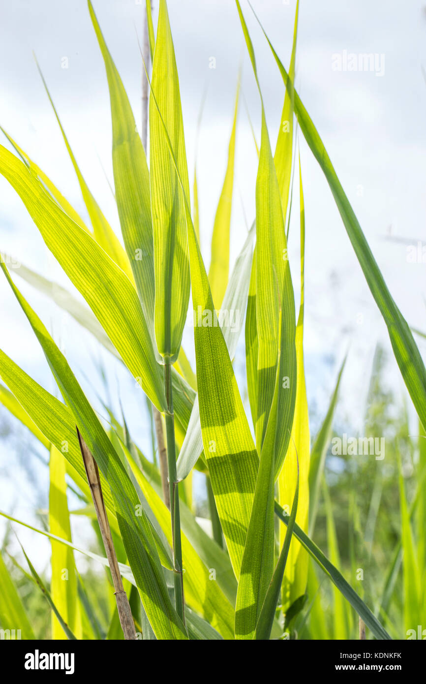Reed sullo sfondo di foglie sotto la luce diretta del sole Foto Stock