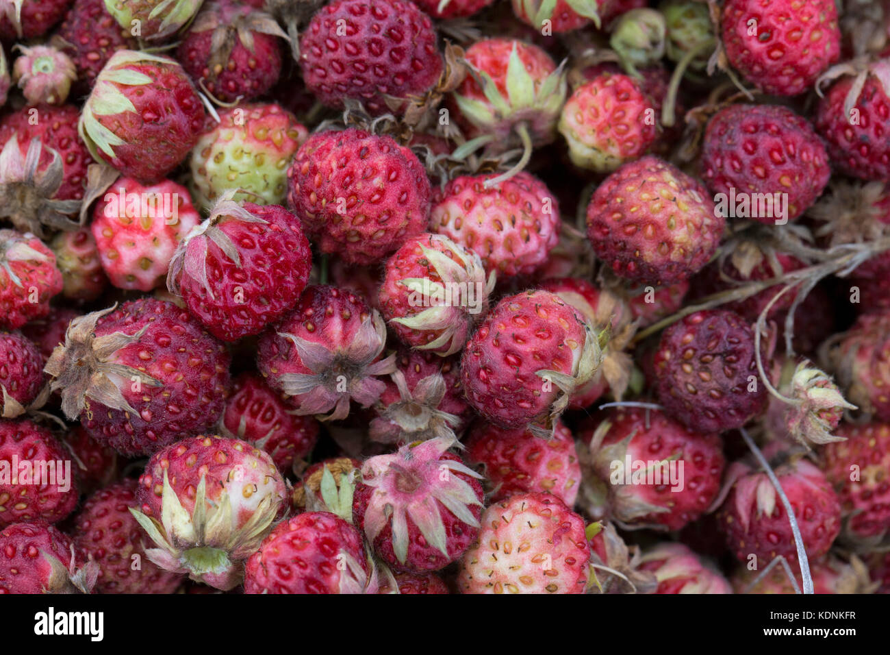 Prato selvatico sfondo strowberry Foto Stock