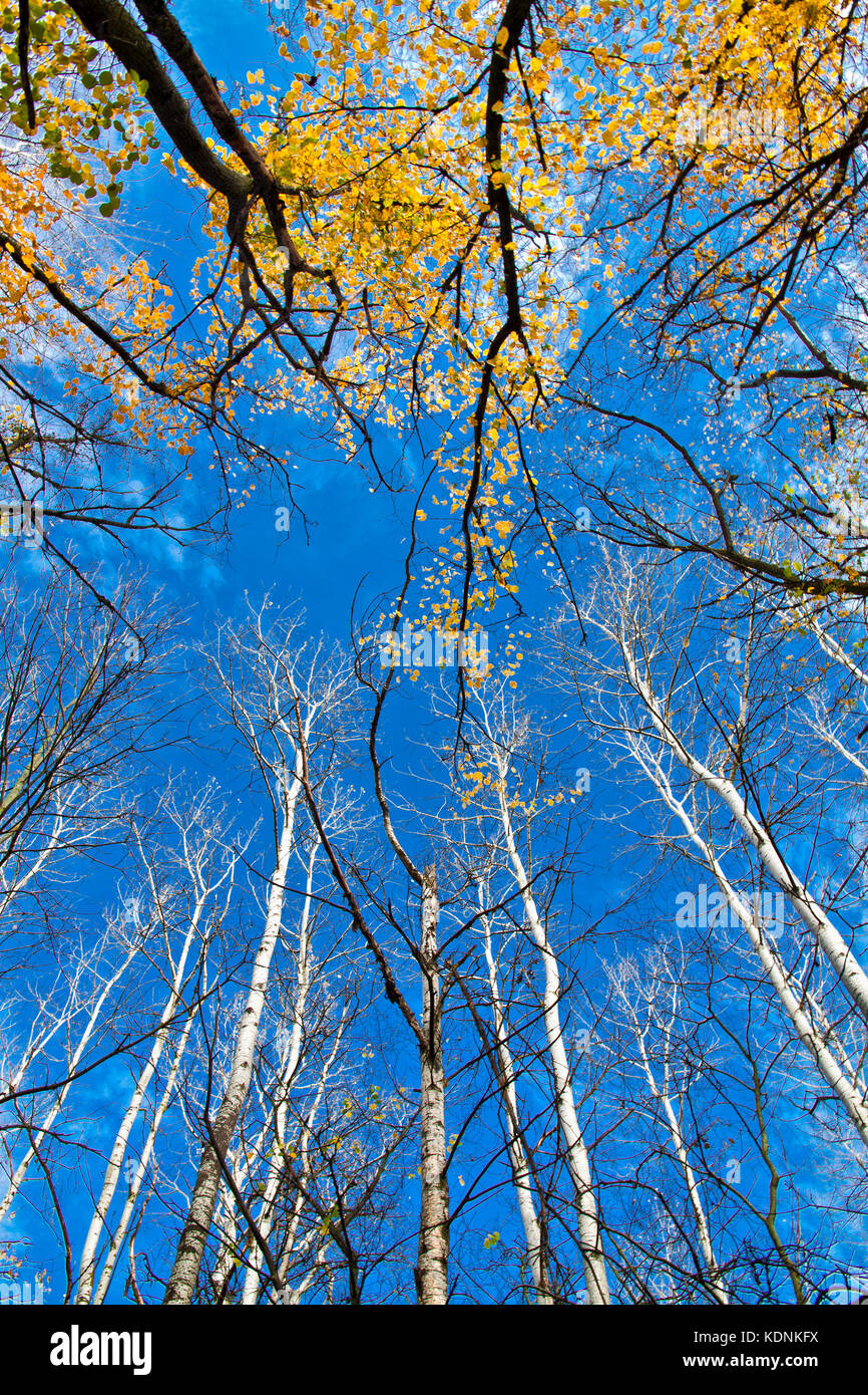 Il pioppo e aspen corone in autunno il giorno sul cielo blu sullo sfondo Foto Stock