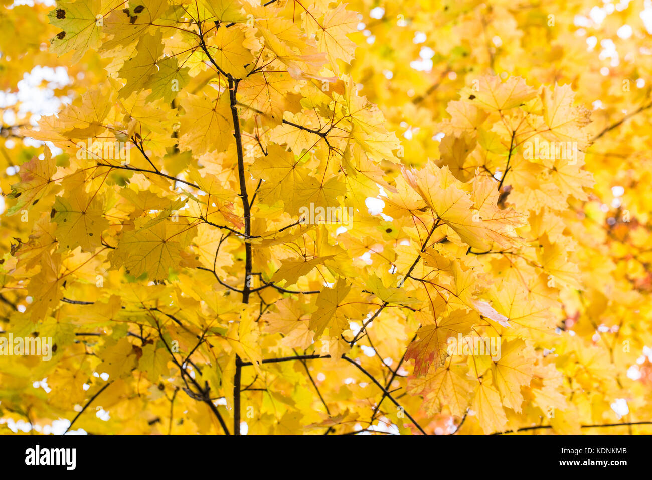 Autunno sfondo acero con foglie di giallo Foto Stock