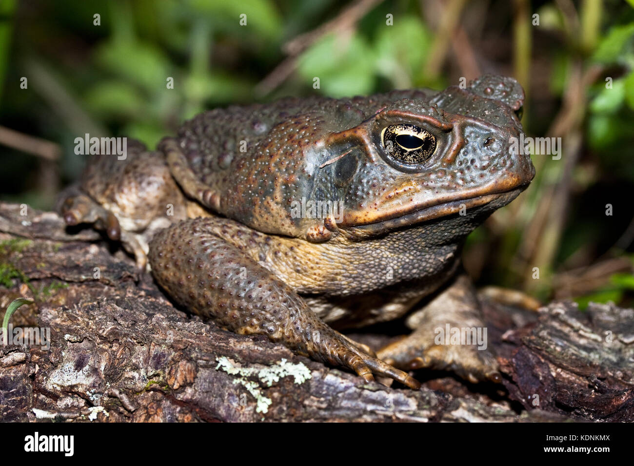 La canna da adulto toad (Bufo marinus) sul registro caduti. hopkins creek. Nuovo Galles del Sud Australia. Foto Stock
