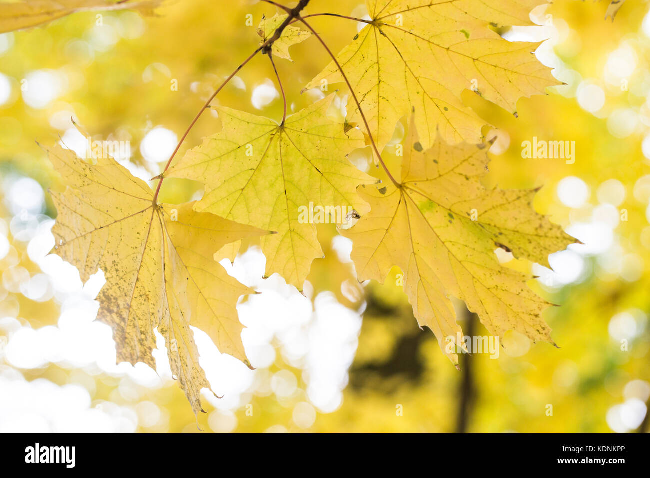 Autunno sfondo con foglie di acero abstract caduta confine con sun ligth Foto Stock