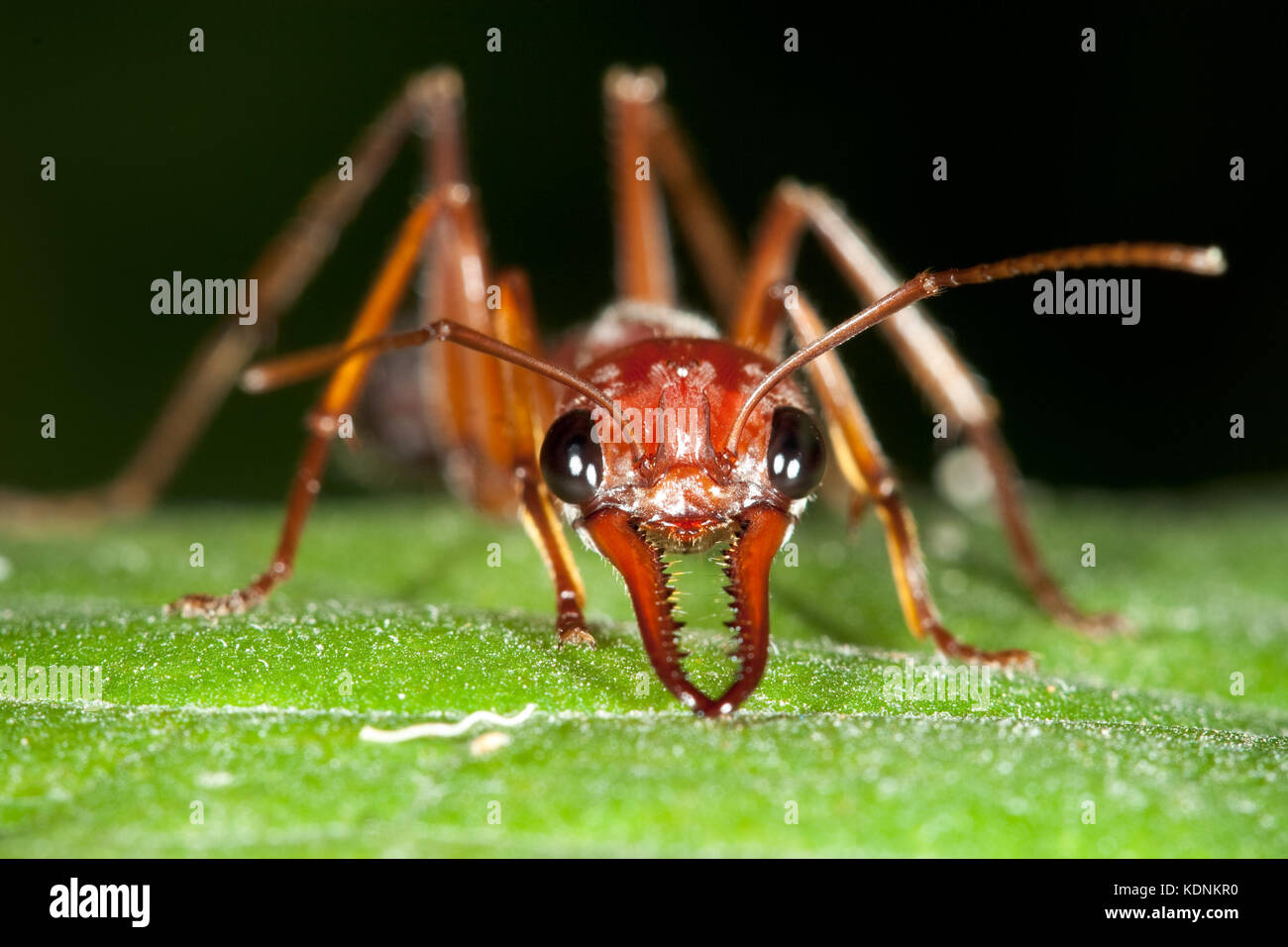 Bulldog marrone ant (myrmecia brevinoda) in posizione difensiva sulla foglia. hopkins creek. Nuovo Galles del Sud Australia. Foto Stock