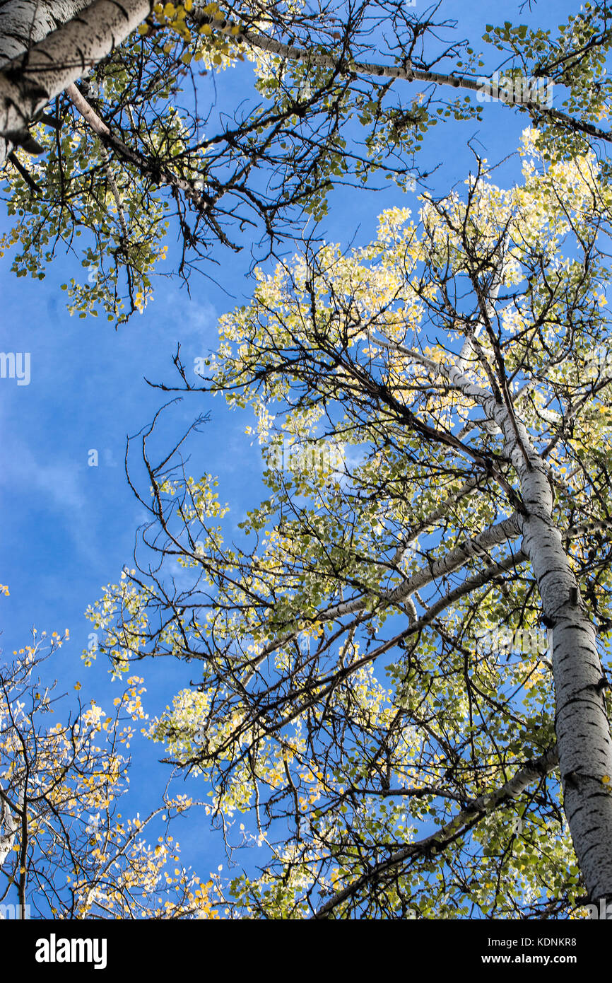 Aspen nel fogliame di autunno sul cielo blu sullo sfondo Foto Stock