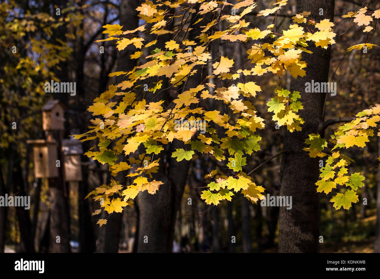 Abstract autunno sfondo con foglie di acero. Foto Stock