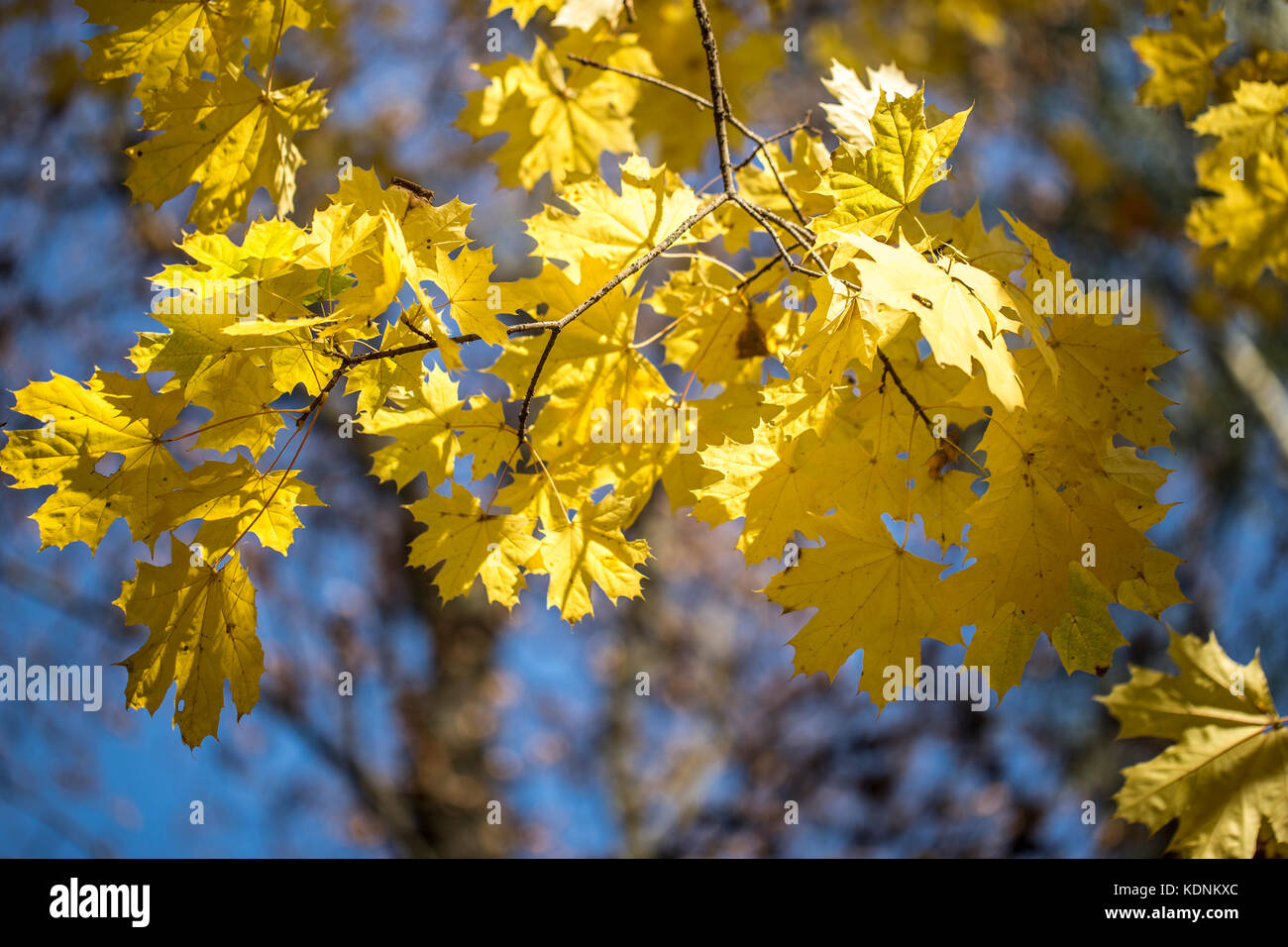 Abstract autunno sfondo con foglie di acero. Foto Stock