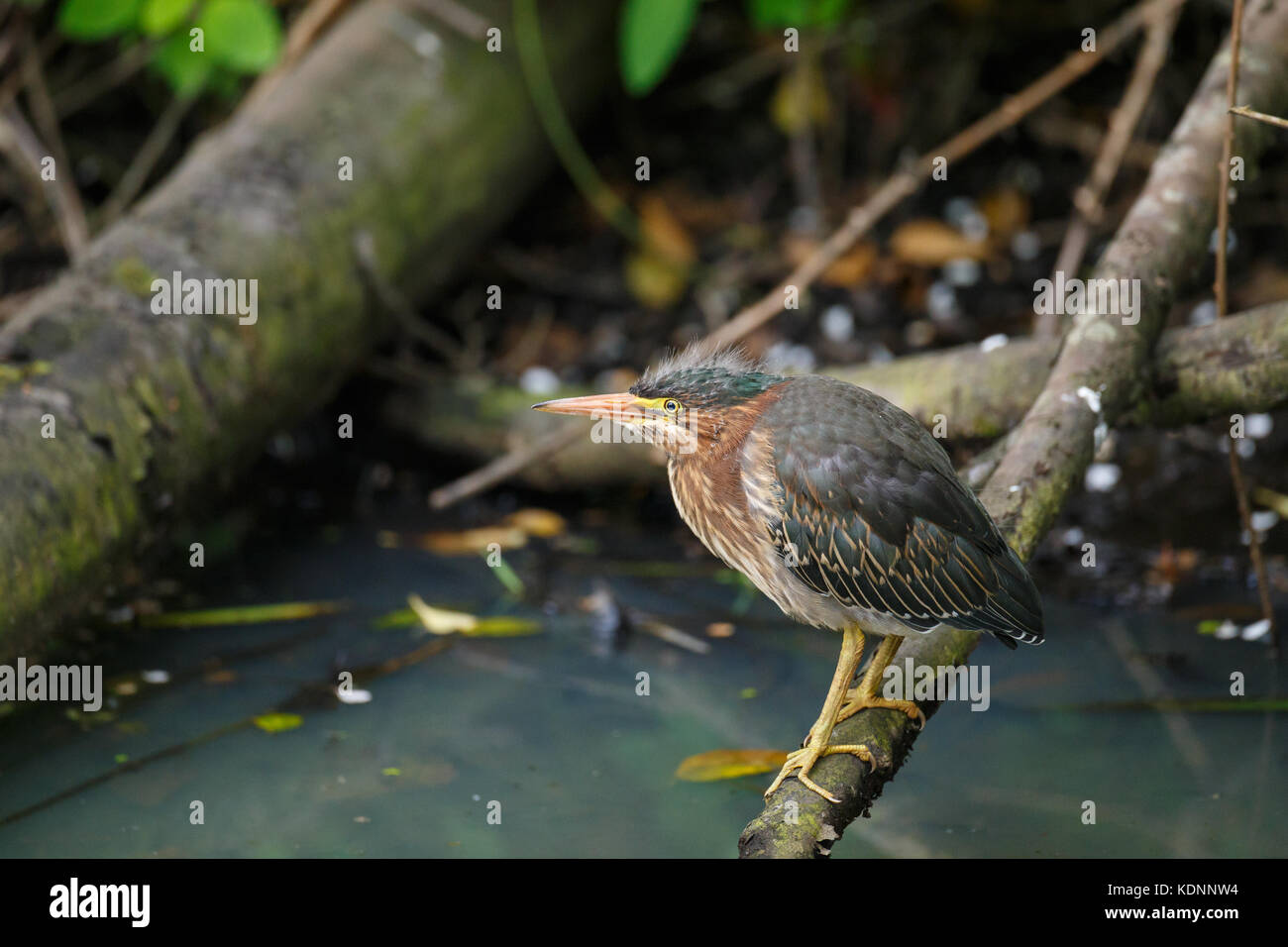 Vista ravvicinata di baby green heron appoggiata su di un log in una impostazione di palude con acqua torbida di seguito. Foto Stock