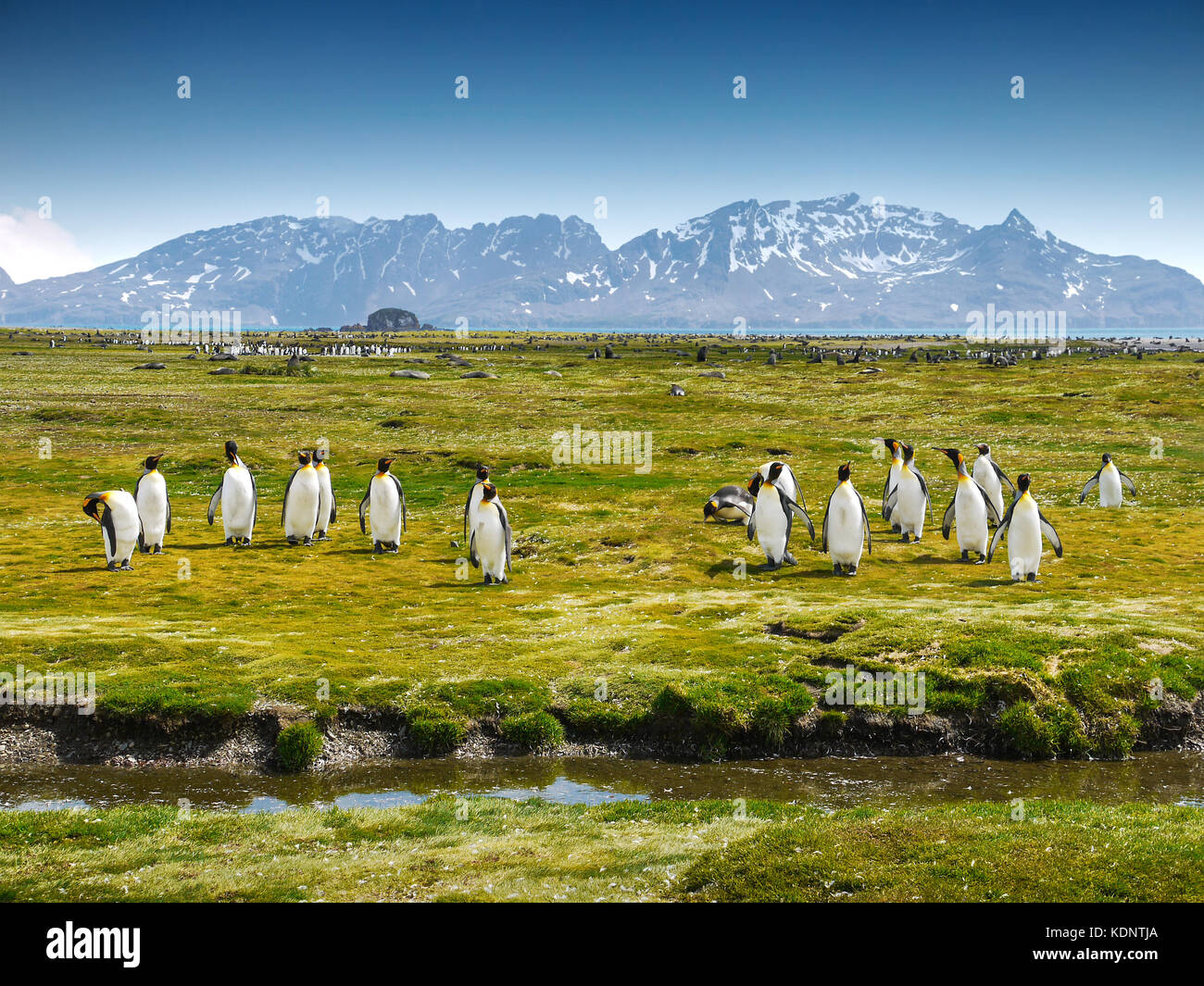 Un gruppo di pinguini sull Isola Georgia del sud a camminare verso la telecamera su un pianoro prativo con montagne innevate sullo sfondo. Foto Stock