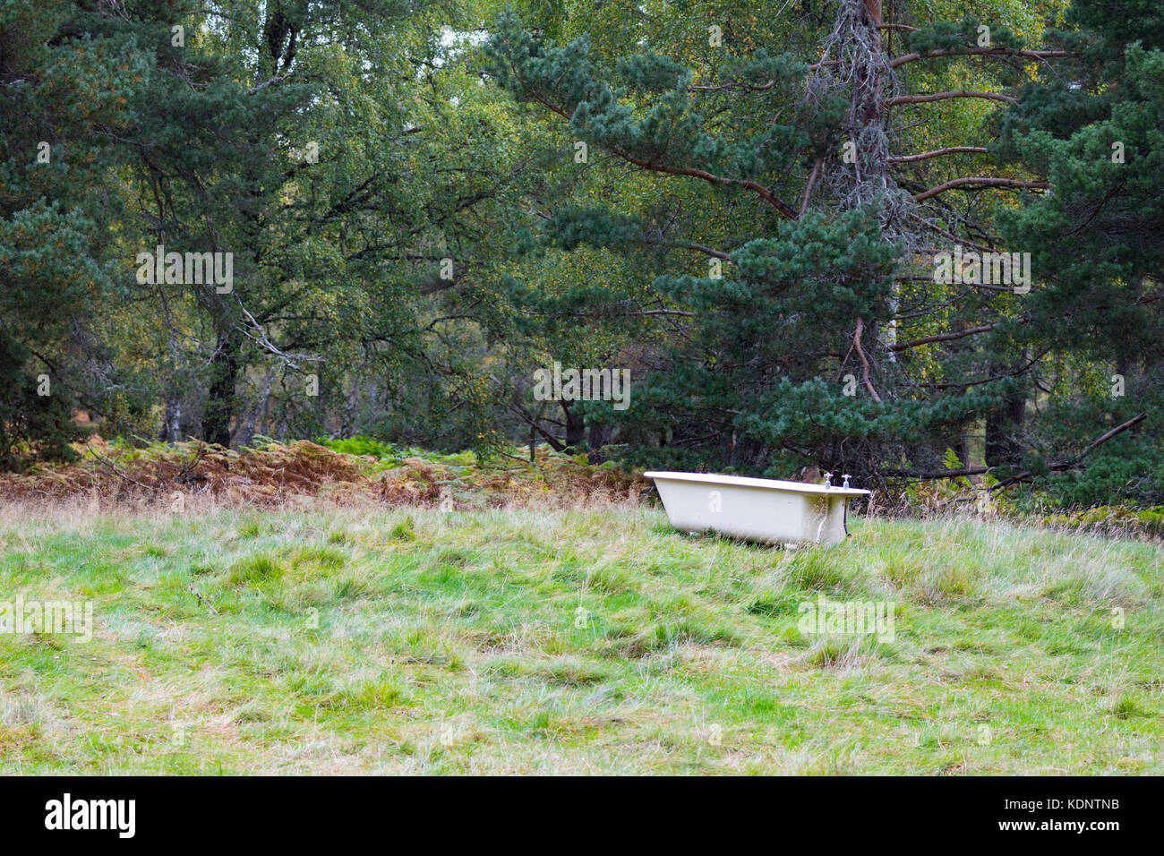 Una vasca esterna in una radura della foresta rothiemurchus sul rothiemurchus estate, highlands, Scotland, Regno Unito Foto Stock