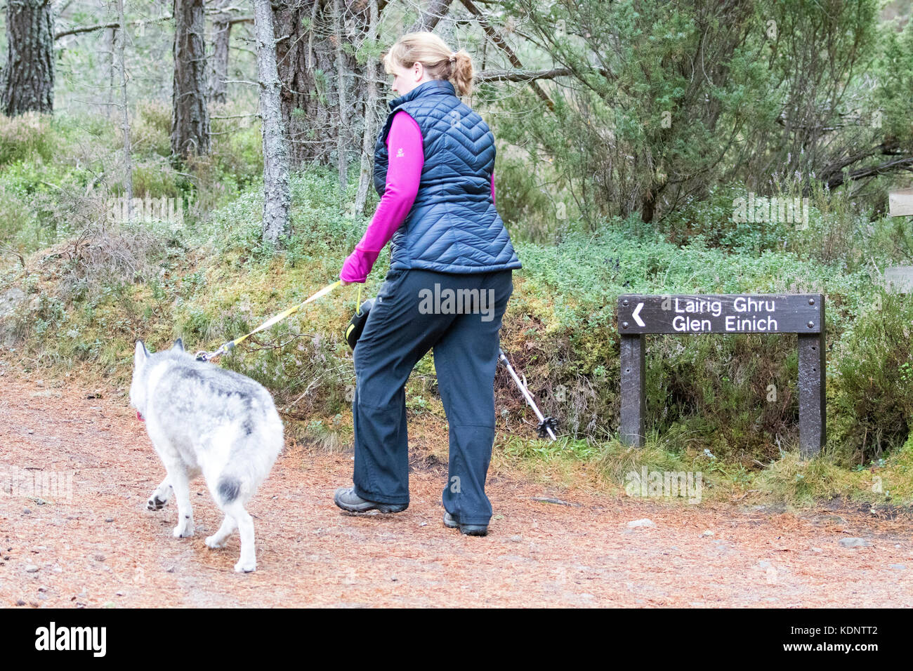 Femmina lone walker con il cane verso la lairig ghru mountain pass trail da loch un eilein sul rothiemurchus station wagon e foresta Foto Stock