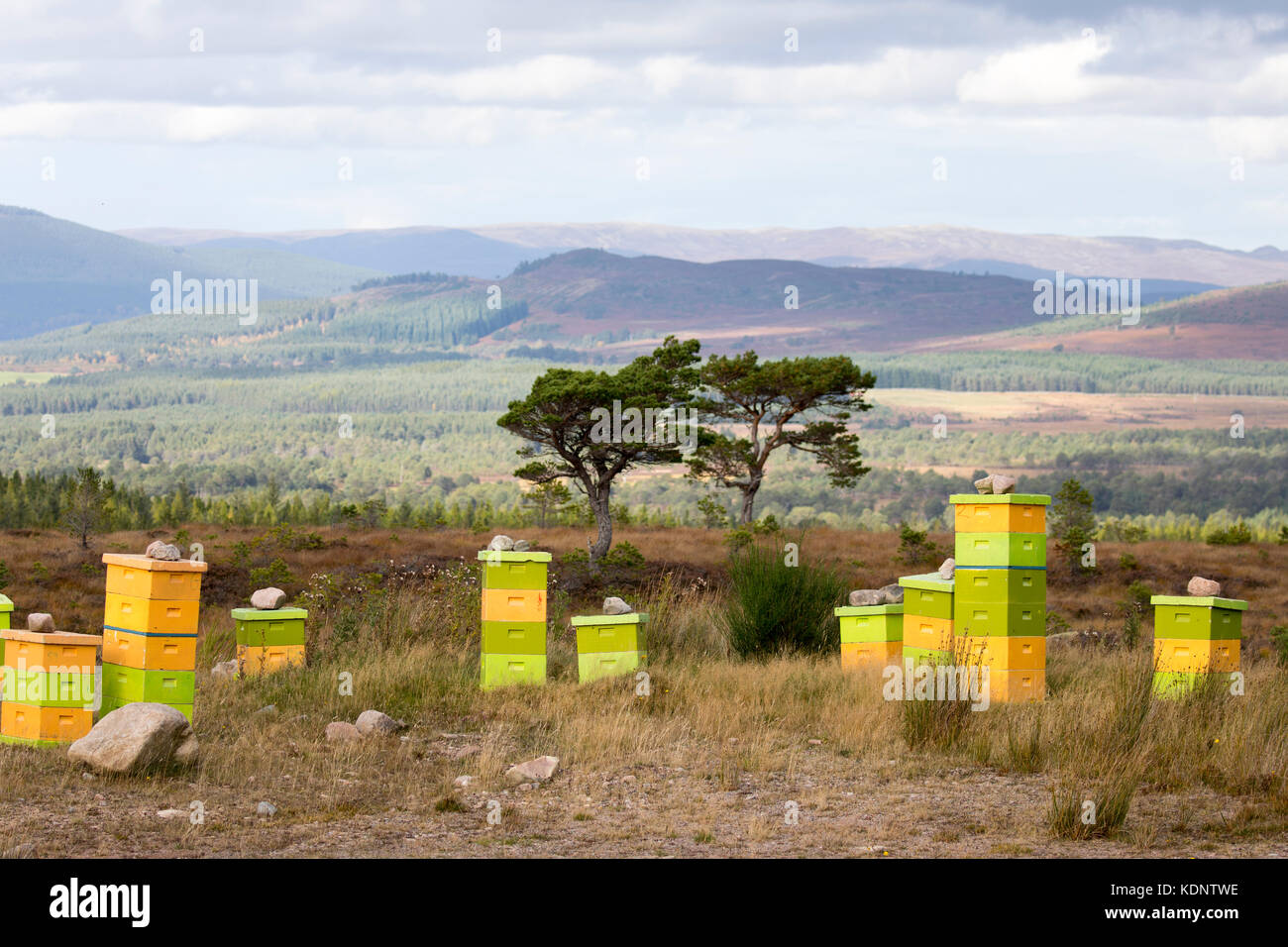 Alveari sul Rothiemurchus Estate nelle Highlands scozzesi che producono Rothiemurchus heather miele, Rothiemurchus foresta, Scotland, Regno Unito Foto Stock