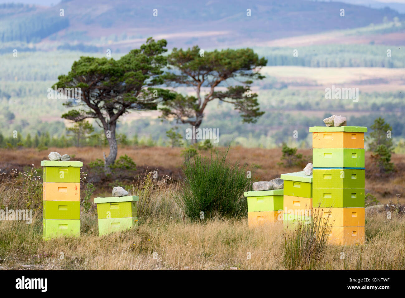 Alveari sul Rothiemurchus Estate nelle Highlands scozzesi che producono Rothiemurchus heather miele, Rothiemurchus foresta, Scotland, Regno Unito Foto Stock