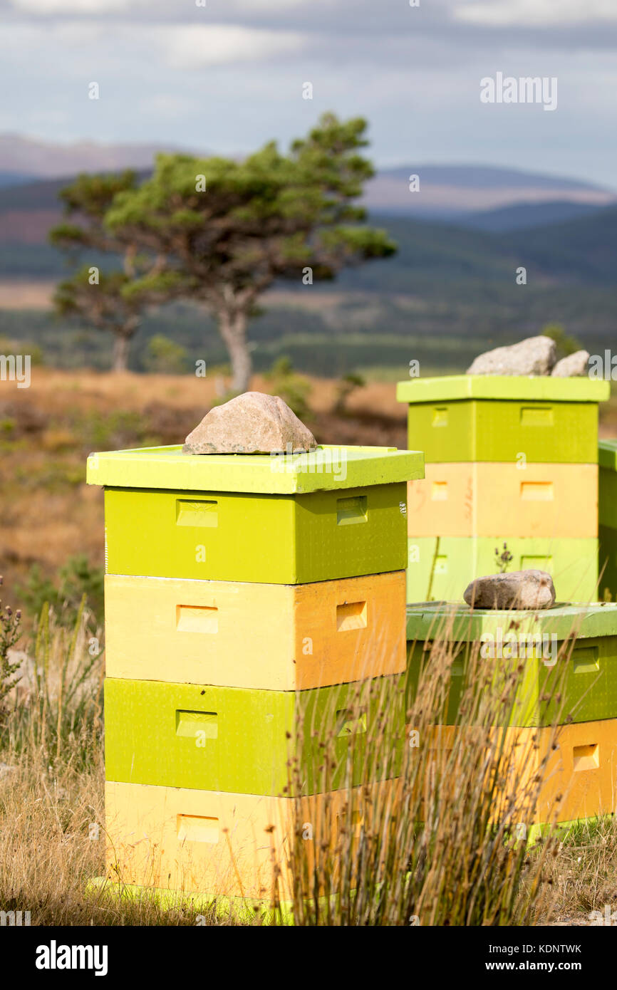Alveari sul rothiemurchus estate nelle highlands scozzesi che producono rothiemurchus heather miele, rothiemurchus foresta, Scotland, Regno Unito Foto Stock