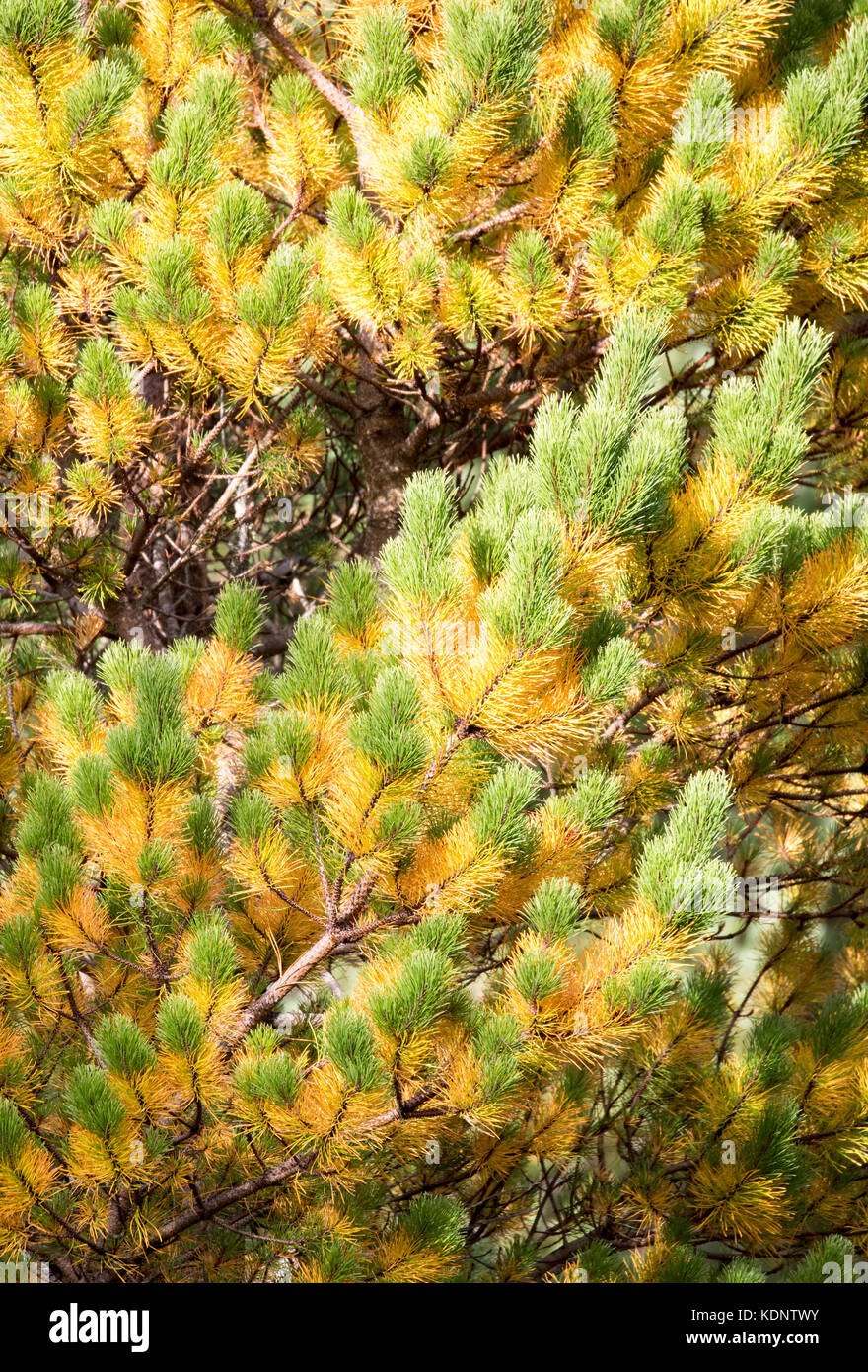 Abete in autunno che mostra i colori giallo luminoso e verde come il pomeriggio di luce solare colpisce la struttura ad albero di Caledonian foresta, Rothiemurchus Foto Stock