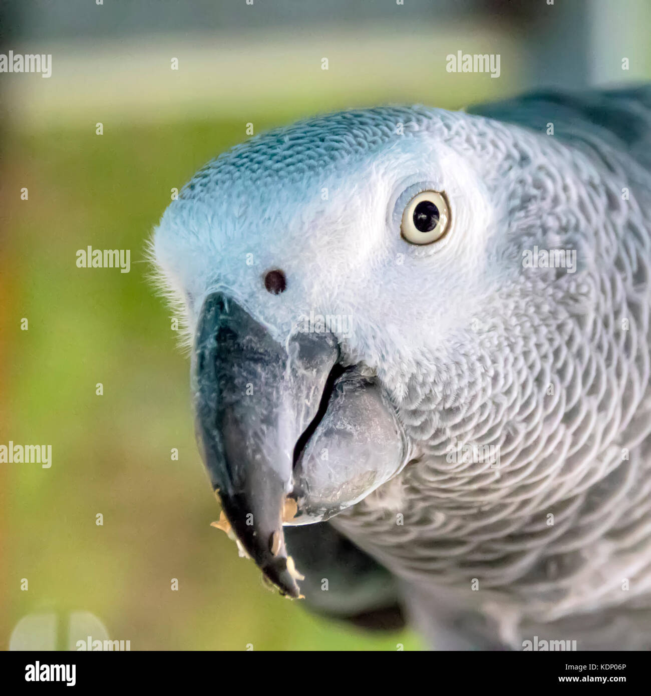 Testa del grande uccello pappagallo close-up Foto Stock