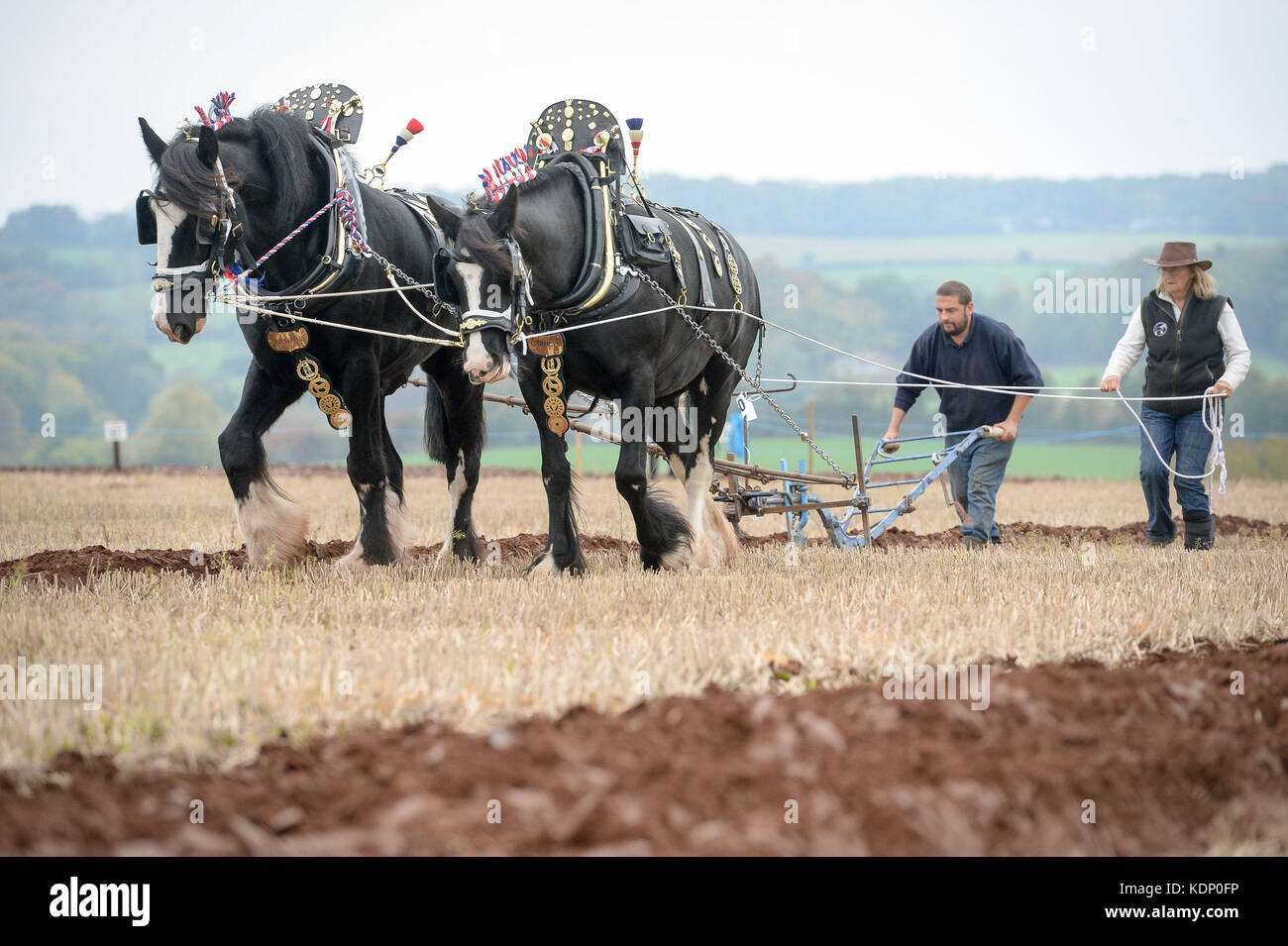 I cavalli pesanti lavorano nei campi durante il sessantasettesimo British National Plowing Championships & Country Festival al Bishop's Lydeard, vicino a Taunton, Somerset. Foto Stock