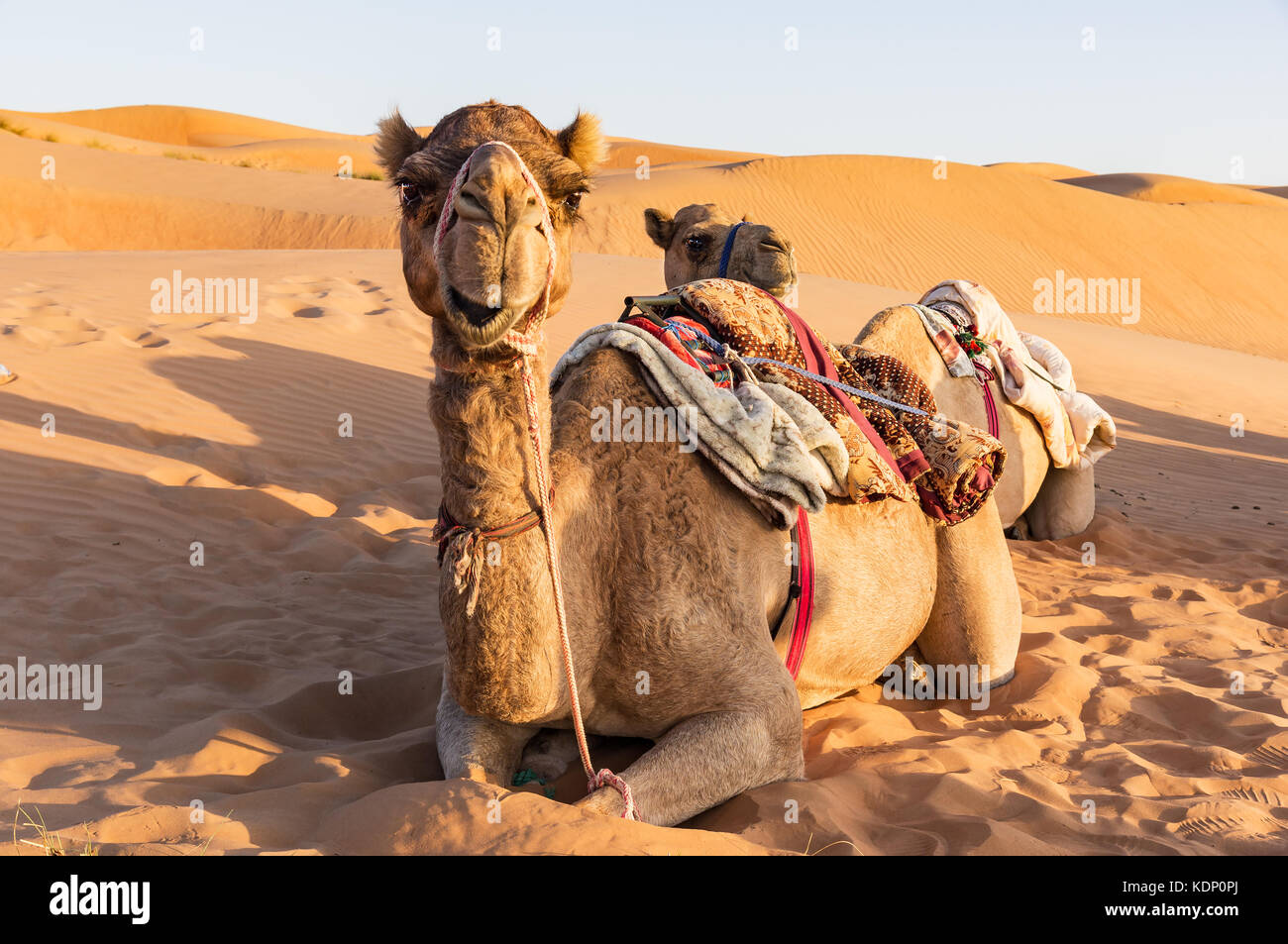 Close-up sul cammello nel deserto di Oman Foto Stock
