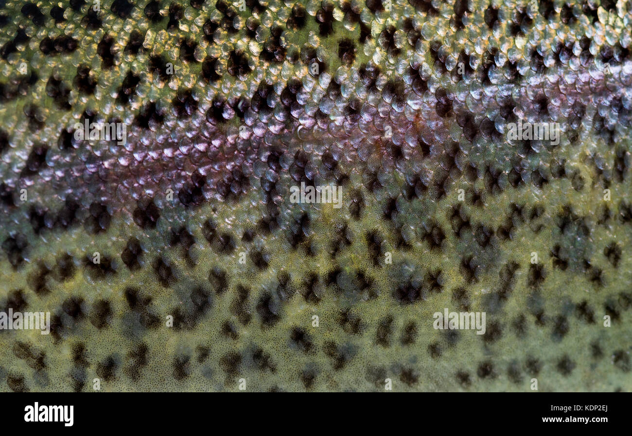 Close-up di trota arcobaleno scale, isolato su bianco Foto Stock