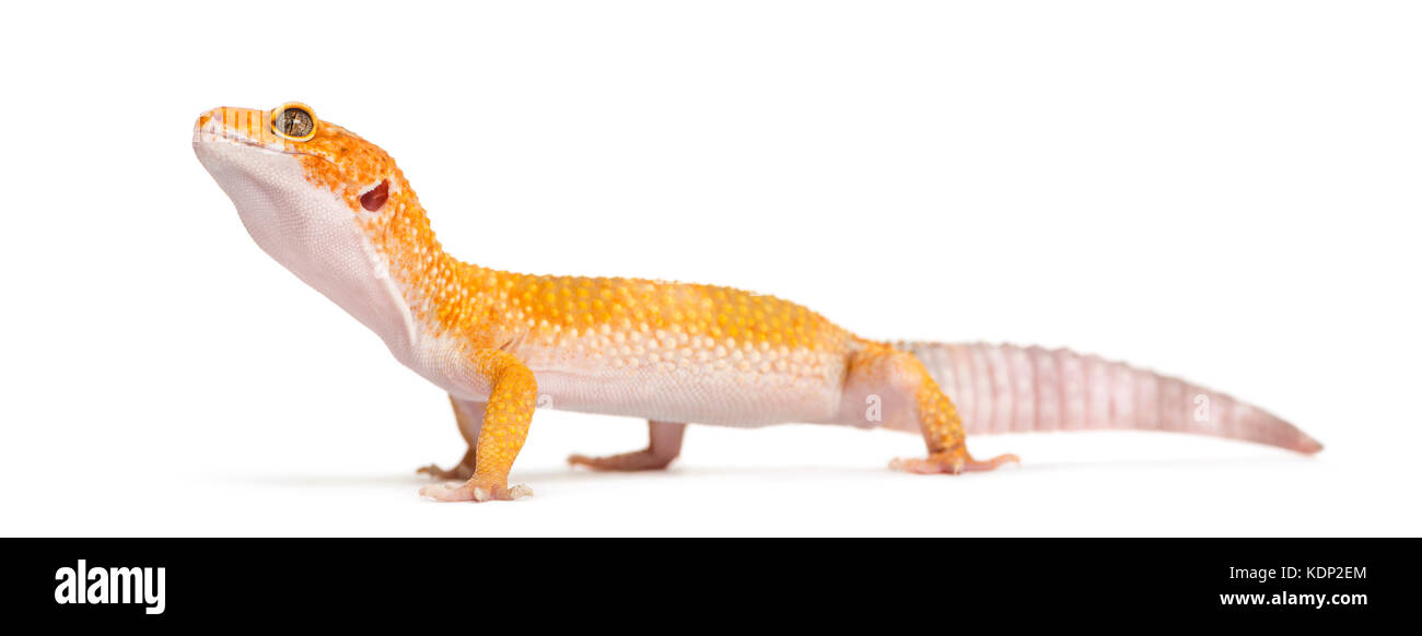 Leopard gecko standing, isolato su bianco Foto Stock